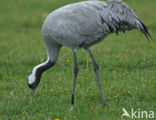 Kraanvogel (Grus grus)