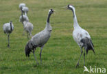 Kraanvogel (Grus grus)