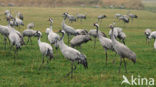 Kraanvogel (Grus grus)