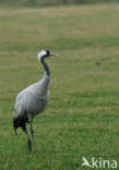 Kraanvogel (Grus grus)