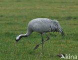 Kraanvogel (Grus grus)