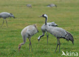 Kraanvogel (Grus grus)