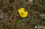 Sneeuwboterbloem (Ranunculus nivalis)