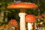 Vliegenzwam (Amanita muscaria)