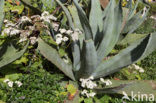 Agave (Agave spec.)