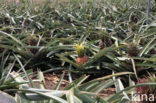 Ananas (Ananas comosus)