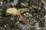 Bastaardschorpioen (Pseudoscorpiones sp.)