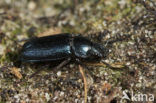 Blauw vliegend hert (Platycerus caraboides)