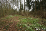 Bosanemoon (Anemone nemorosa)