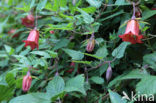 Canarisch klokje (Canarina canariensis)