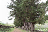 Cypres (Cupressus spec)