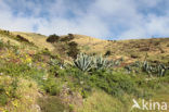 El Hierro