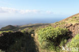 El Hierro