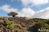 El Hierro