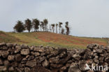 El Hierro