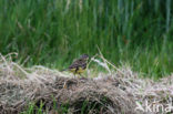 Gele Kwikstaart (Motacilla flava) 