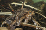 Gewone pad (Bufo bufo)