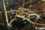 Gewone pad (Bufo bufo)