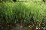 Holpijp (Equisetum fluviatile)