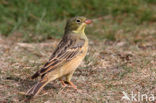 Ortolaan (Emberiza hortulana) 