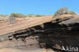 Parque Nacional de Pico del Teide