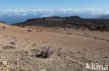 Parque Nacional de Pico del Teide