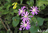 Pericallis echinata