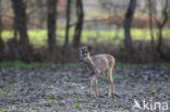 Ree (Capreolus capreolus)