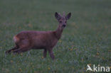 Ree (Capreolus capreolus)