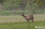 Ree (Capreolus capreolus)