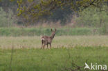 Ree (Capreolus capreolus)