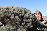 Retama del Teide (Spartocytisus supranubius)