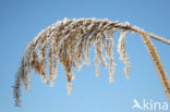 Riet (Phragmites australis)