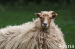 Schaap (Ovis domesticus)