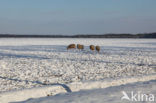 Schaap (Ovis domesticus)