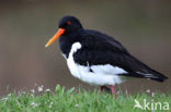 Scholekster (Haematopus ostralegus)