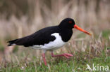 Scholekster (Haematopus ostralegus)