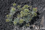 Slangenkruid (Echium brevirame)