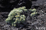 Slangenkruid (Echium brevirame)