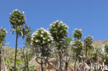 Slangenkruid (Echium wildpretii)