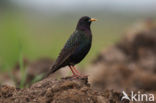 Spreeuw (Sturnus vulgaris)