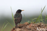 Spreeuw (Sturnus vulgaris)