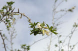 Tagasaste (Chamaecytisus proliferus)