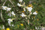 Tagasaste (Chamaecytisus proliferus)