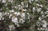 Tagasaste (Chamaecytisus proliferus)