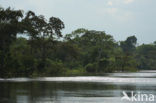 Tamshiyacu Tahuayo Reserve