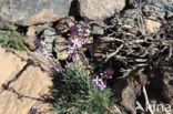 Teide Wallflower (Erysimum scoparium)