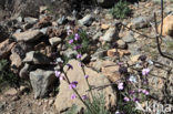 Teide Wallflower (Erysimum scoparium)