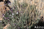 Teide Wallflower (Erysimum scoparium)