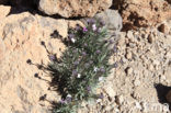 Teide Wallflower (Erysimum scoparium)